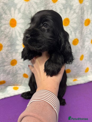 Cocker Spaniel dogs - Advert 3