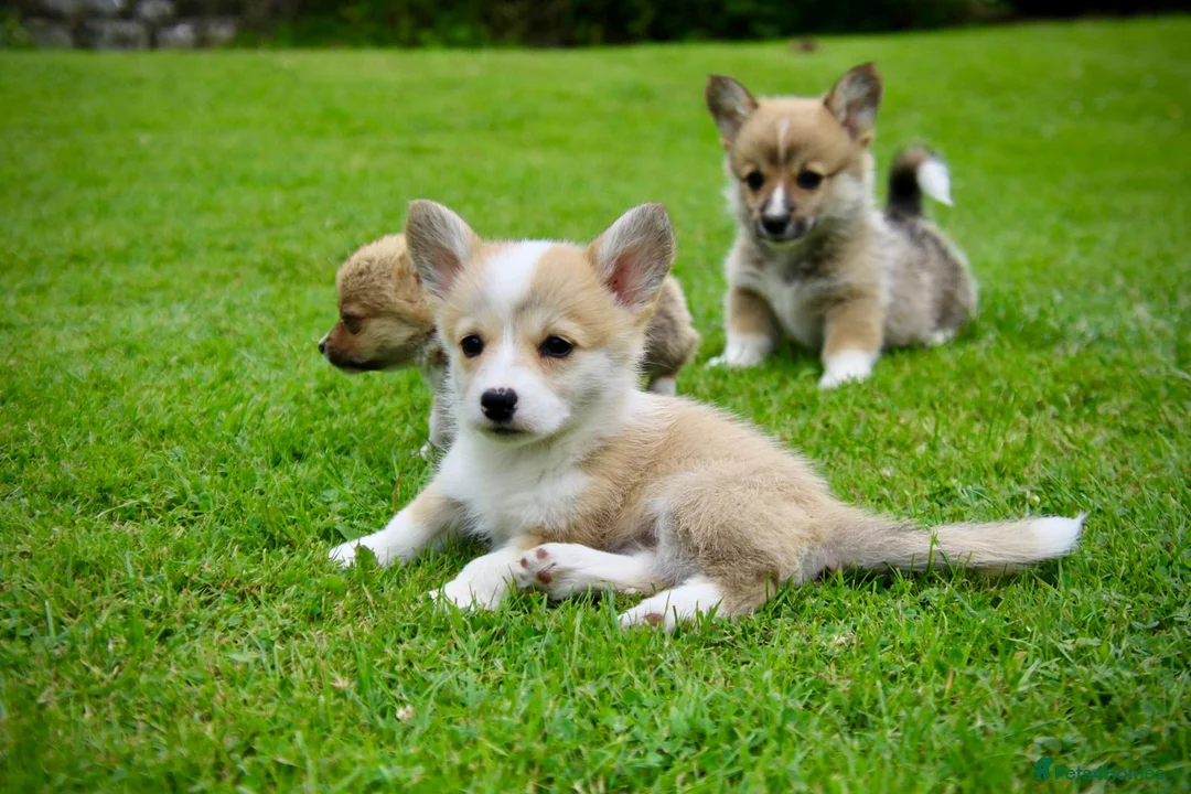 Welsh Corgi Pembroke dogs for sale: Pembroke corgi pups - Advert 33