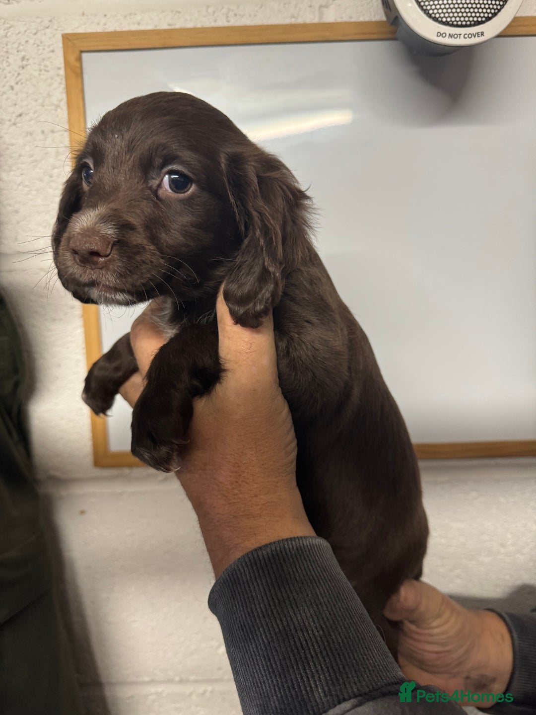 Sprocker dogs for sale: Sprocker Spaniel Pups- Ready To Go - Image 9