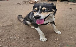 Mixed Breed dogs for adoption: ROCKY, a Lovely Boy - for a Loving Home - Image 3