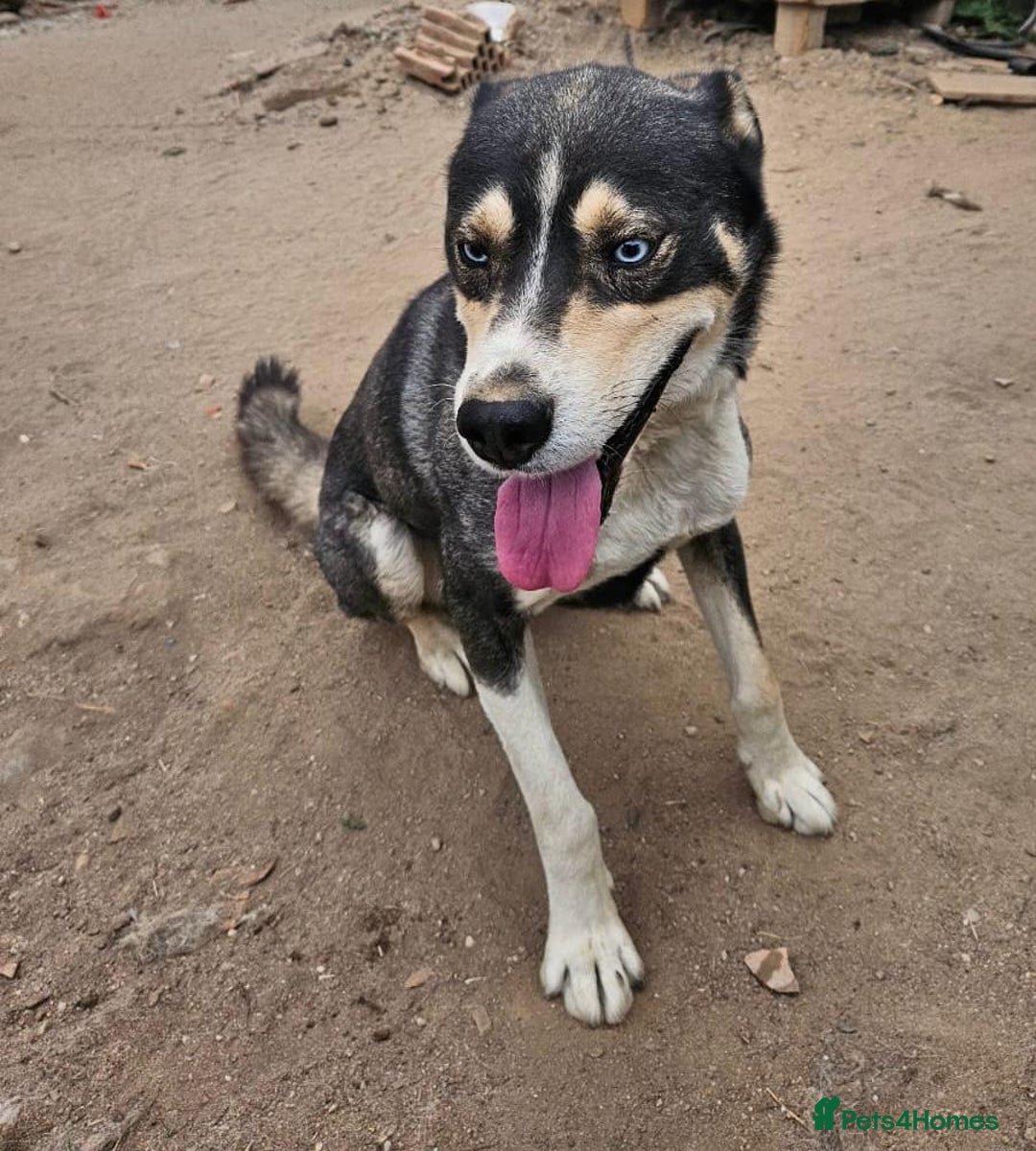 Mixed Breed dogs for adoption: ROCKY, a Lovely Boy - for a Loving Home - Image 3