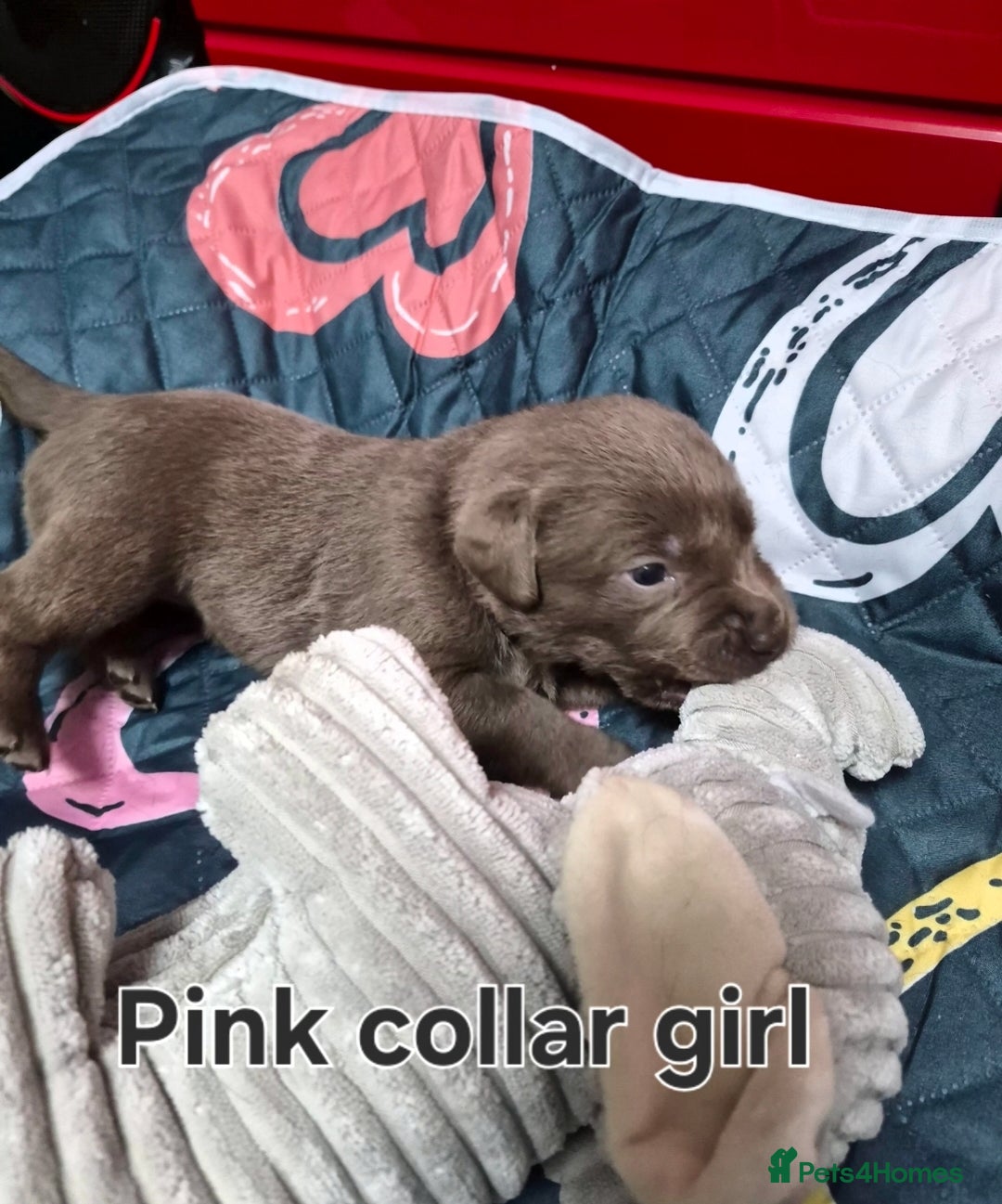 Labrador Retriever dogs for sale: 💎 Stunning Litter of 8 Silver Labradors 💎 - Advert 14