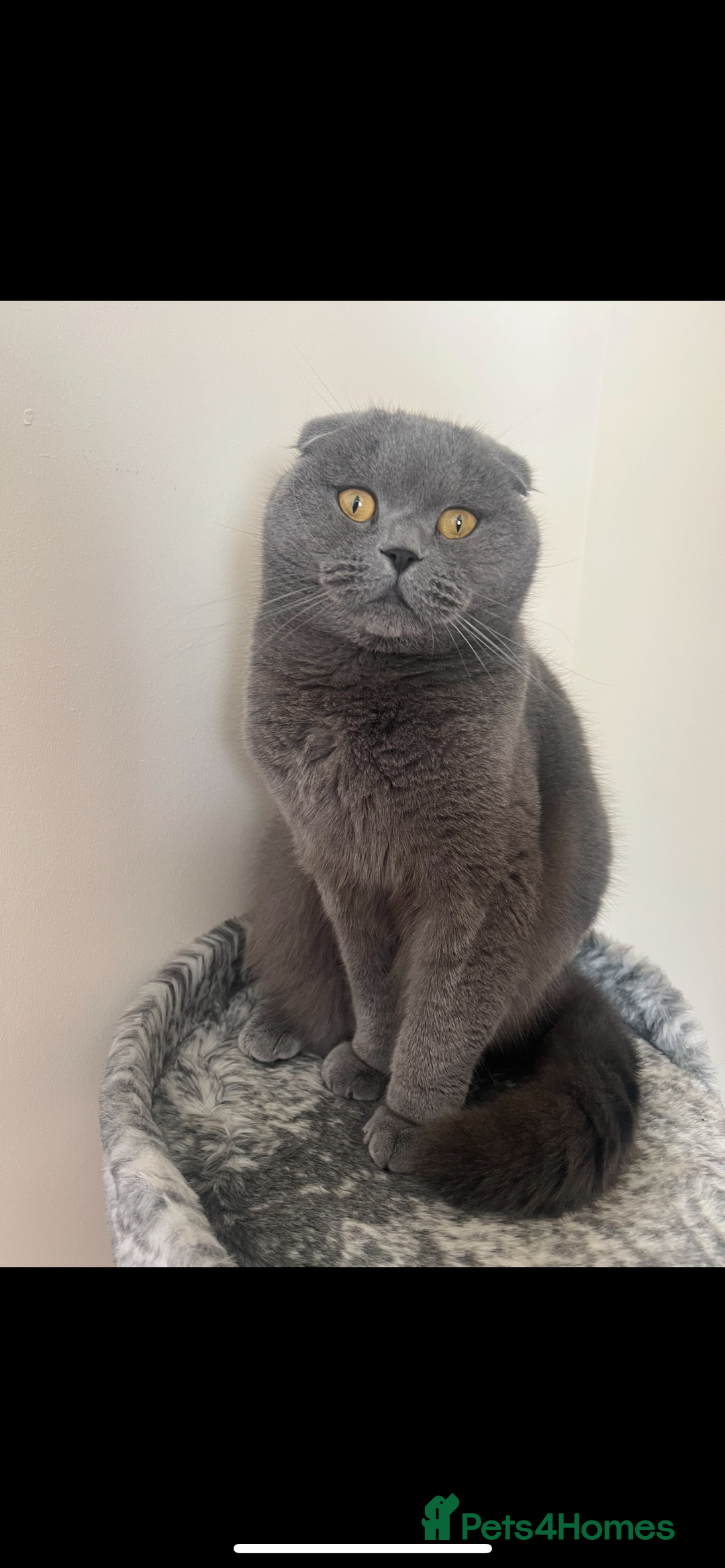 Scottish Fold cats for sale: Stunning Girl  - Advert 2