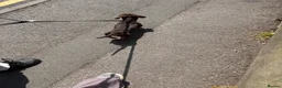 Miniature Dachshund dogs for stud: Mini Dachshund  - Advert 5