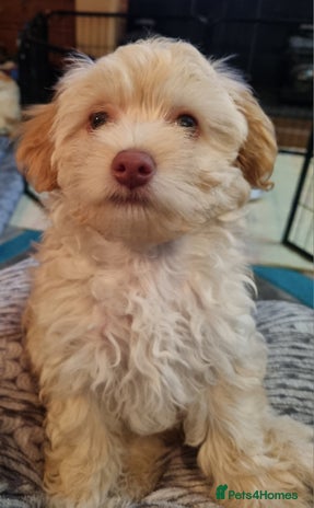 Chapoo Dogs Chipoo puppies for sale | Pets4Homes