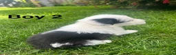 Old English Sheepdog dogs for sale: Old English Sheepdog Puppies  in Peterborough - Advert 15