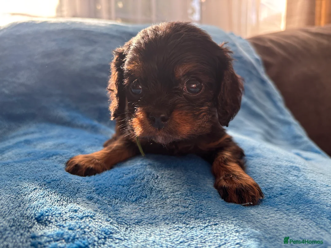 Cavalier King Charles Spaniel dogs for sale: Gorgeous KC Puppies Available  - Advert 19