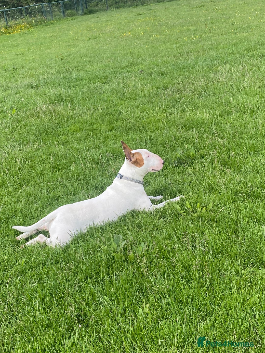 English Bull Terrier dogs for stud: English bull terrier for stud  - Advert 18