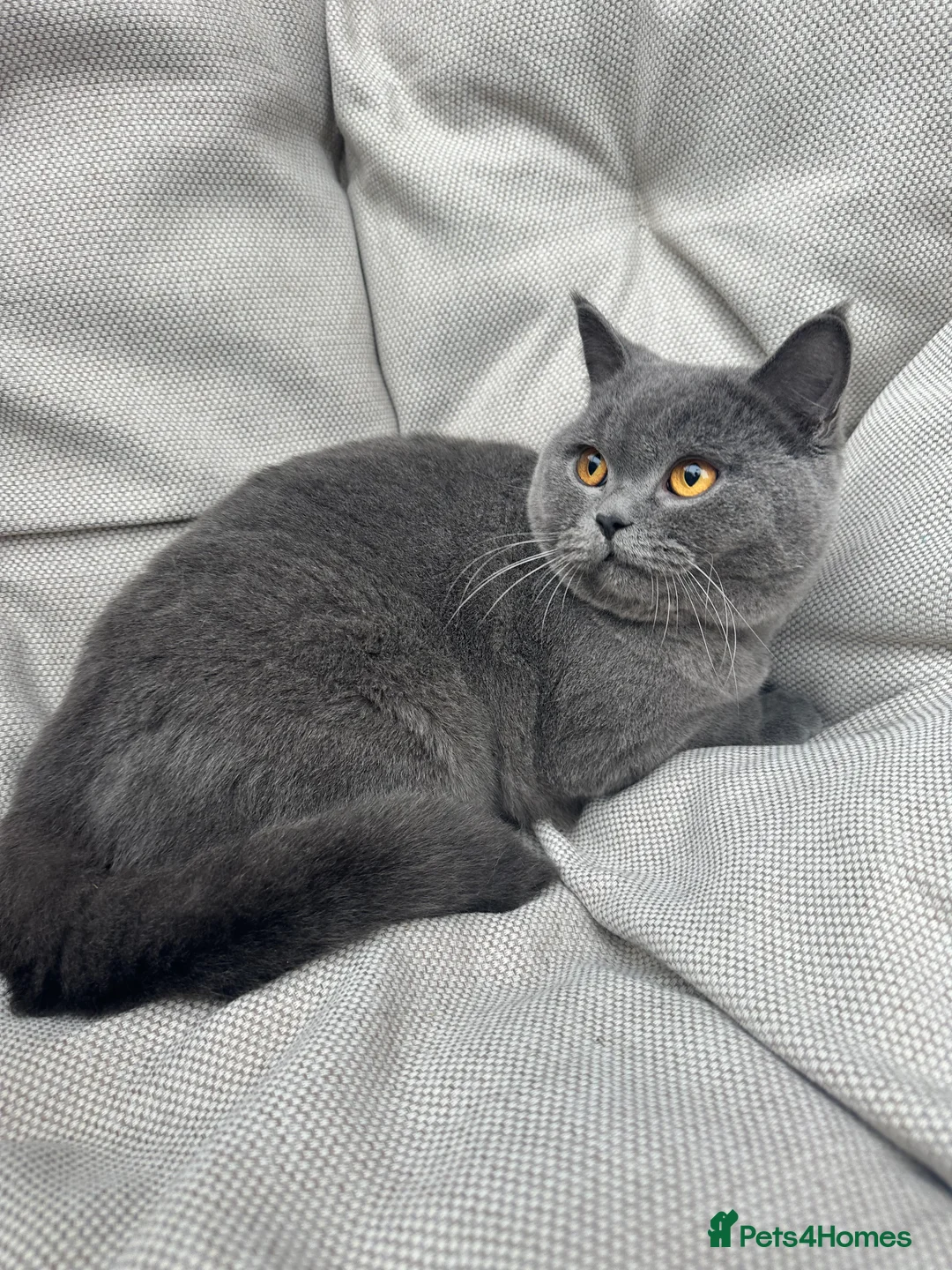British Shorthair cats for sale: British Shorthair Chunky kittens - Advert 20