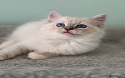 Ragdoll cats for sale: Super Affectionate Ragdoll Kittens Fife Reg - Image 14
