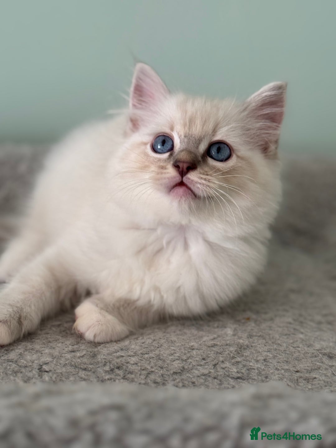 Ragdoll cats for sale: Super Affectionate Ragdoll Kittens Fife Reg - Image 14