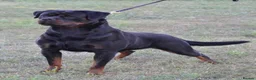Rottweiler dogs for sale: Outstanding Rottweiler Litter Of 6 Beautiful Boys - Advert 15