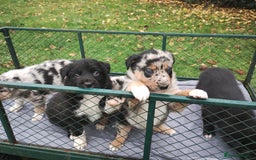 Border Collie dogs for sale: Border Collie Puppies Top Quality! - Image 6