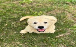 Golden Retriever dogs for sale: Healthy well socialised calm KC puppies - Image 13