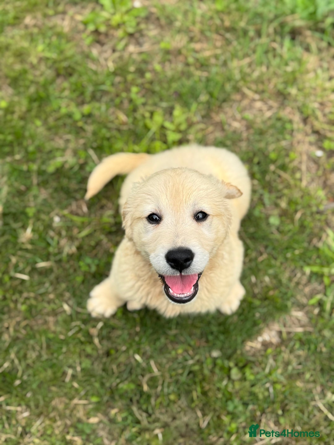 Golden Retriever dogs for sale: Healthy well socialised calm KC puppies - Image 13