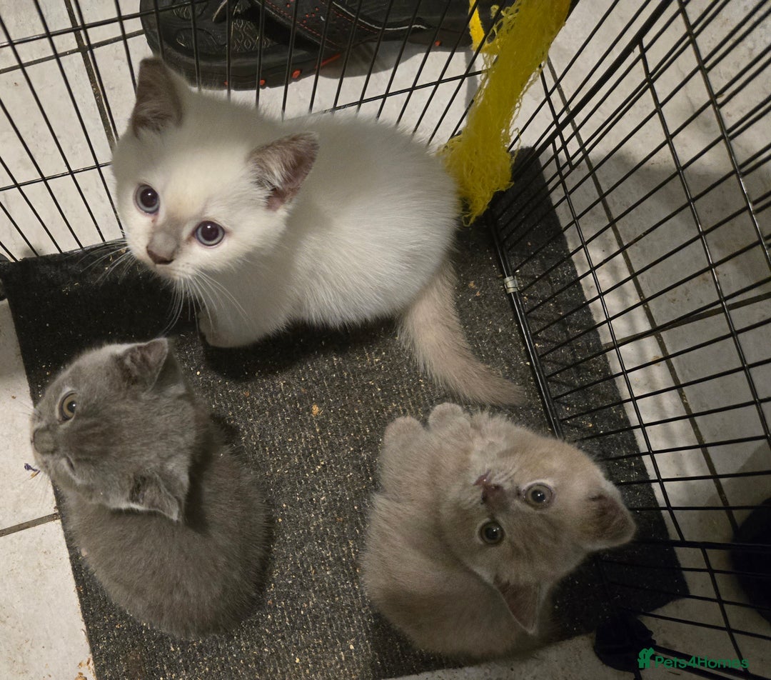 British Shorthair cats for sale: THREE MALE BRITISH SHORTHAIR KITTENS FOR SALE - Image 4