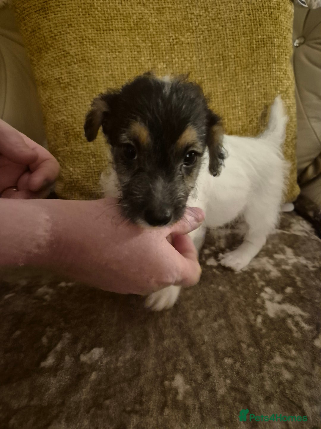 Jack Russell dogs for sale: Jack Russell boys ready now  **  - Advert 7