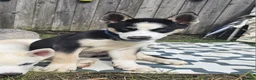 Huskita dogs for sale: Puppies for sale  - Advert 2