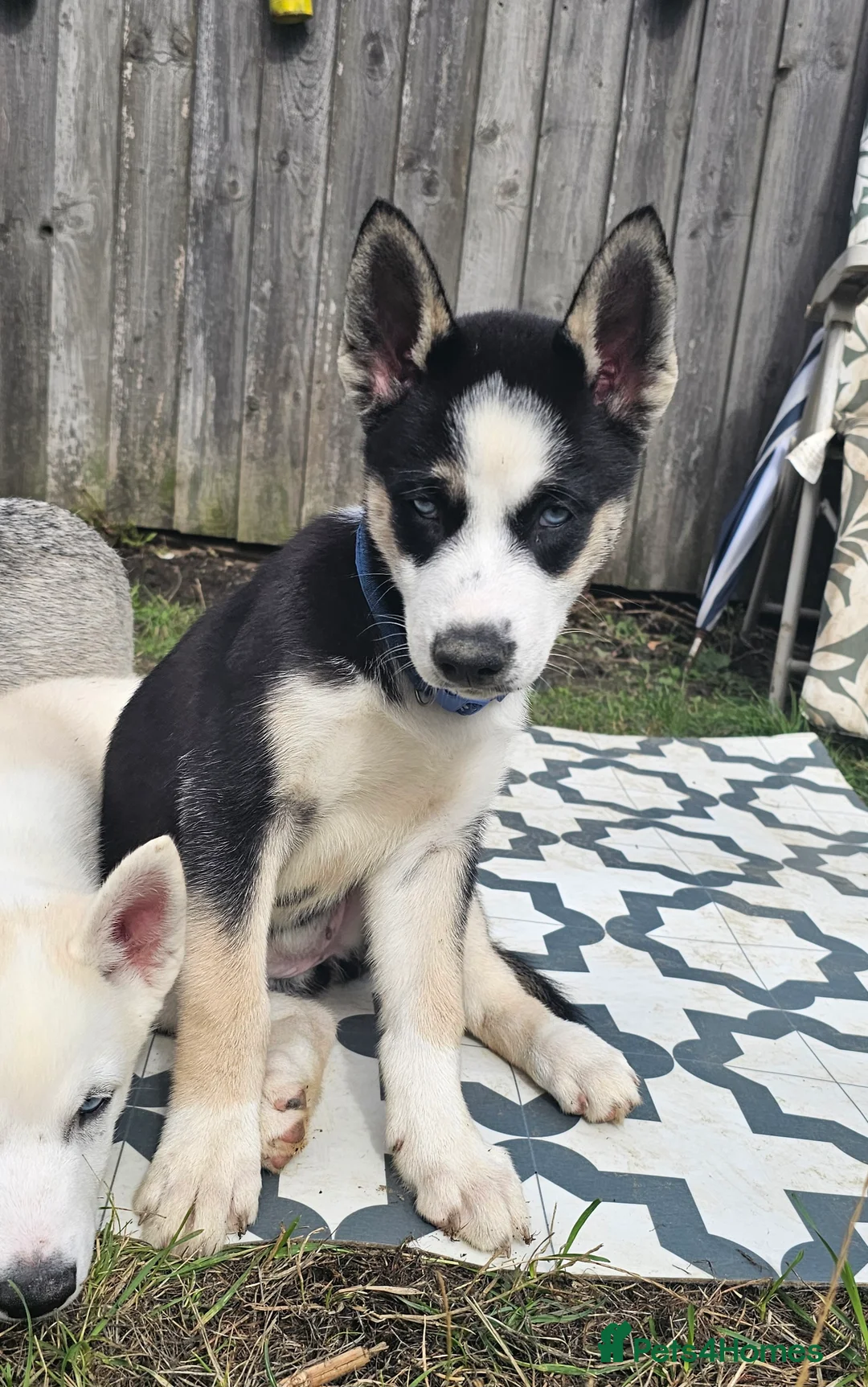 Huskita dogs for sale: Puppies for sale  - Advert 2