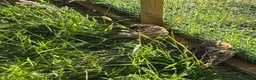 Quail poultry for sale: Male quail looking for new home  in Maidstone - Advert 1