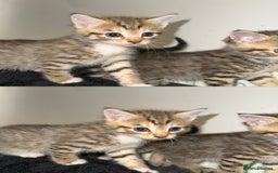 Mixed Breed cats for sale: British Blue Tabby X DSH Kittens For Sale - Image 6