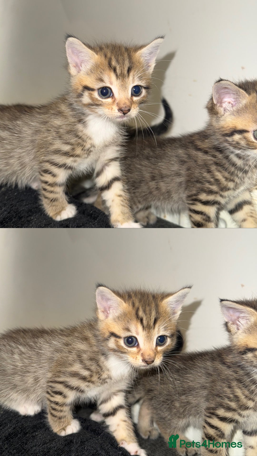Mixed Breed cats for sale: British Blue Tabby X DSH Kittens For Sale - Image 6