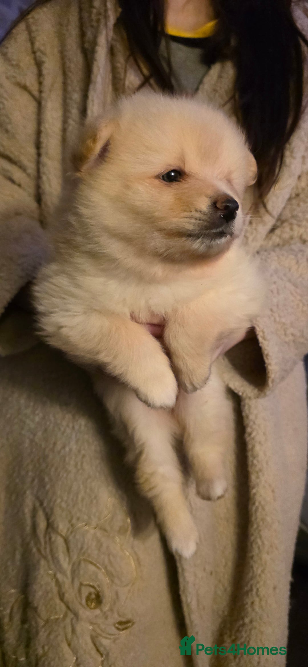 Pomeranian dogs for sale: Pomeranian puppies  - Advert 4