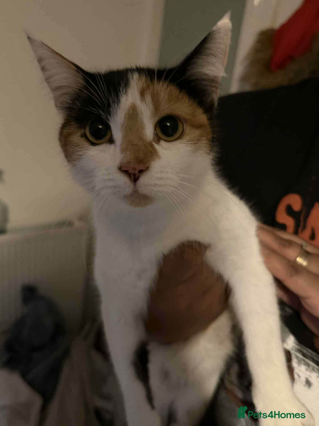 Mixed Breed birds for sale: Loving kittens - Advert 7