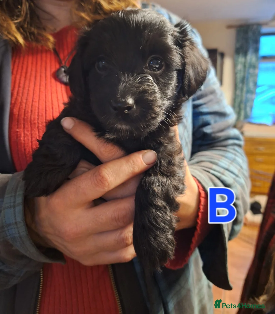 Jack Russell dogs for sale: Jack Russel terrier pups - Advert 2