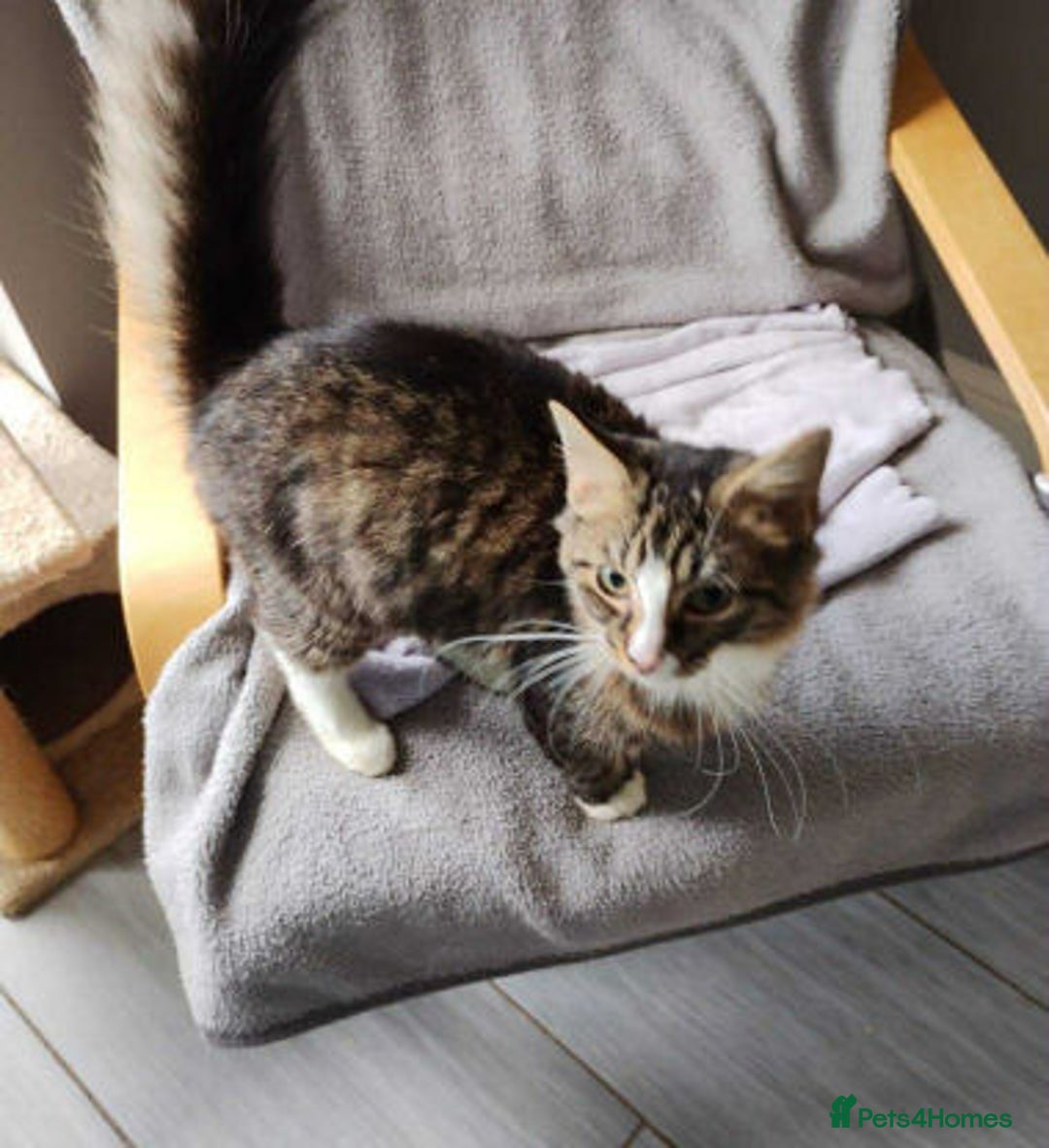 Mixed Breed cats for adoption: Coco. - Image 2