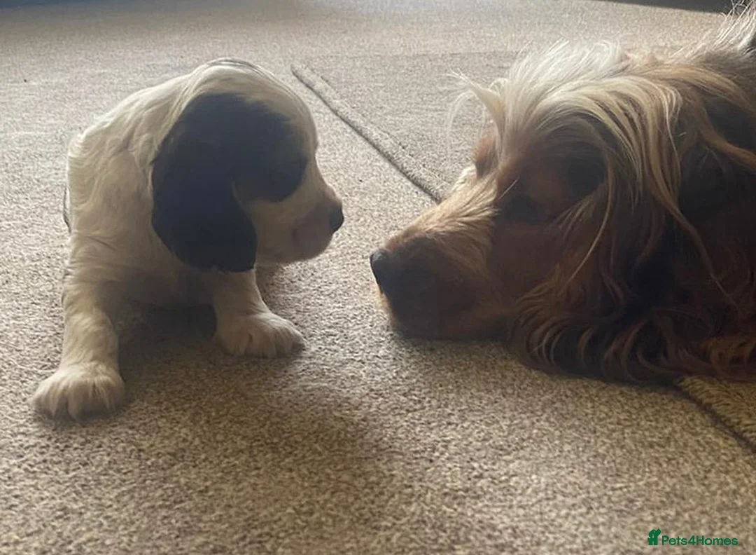 Cocker Spaniel dogs for stud: KC ‘Best Practice’ Health 🐾Show 🐾180+ pups born in Preston - Advert 8