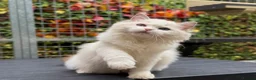 Ragdoll cats for sale: Last litter girl ready to leave  - Advert 4