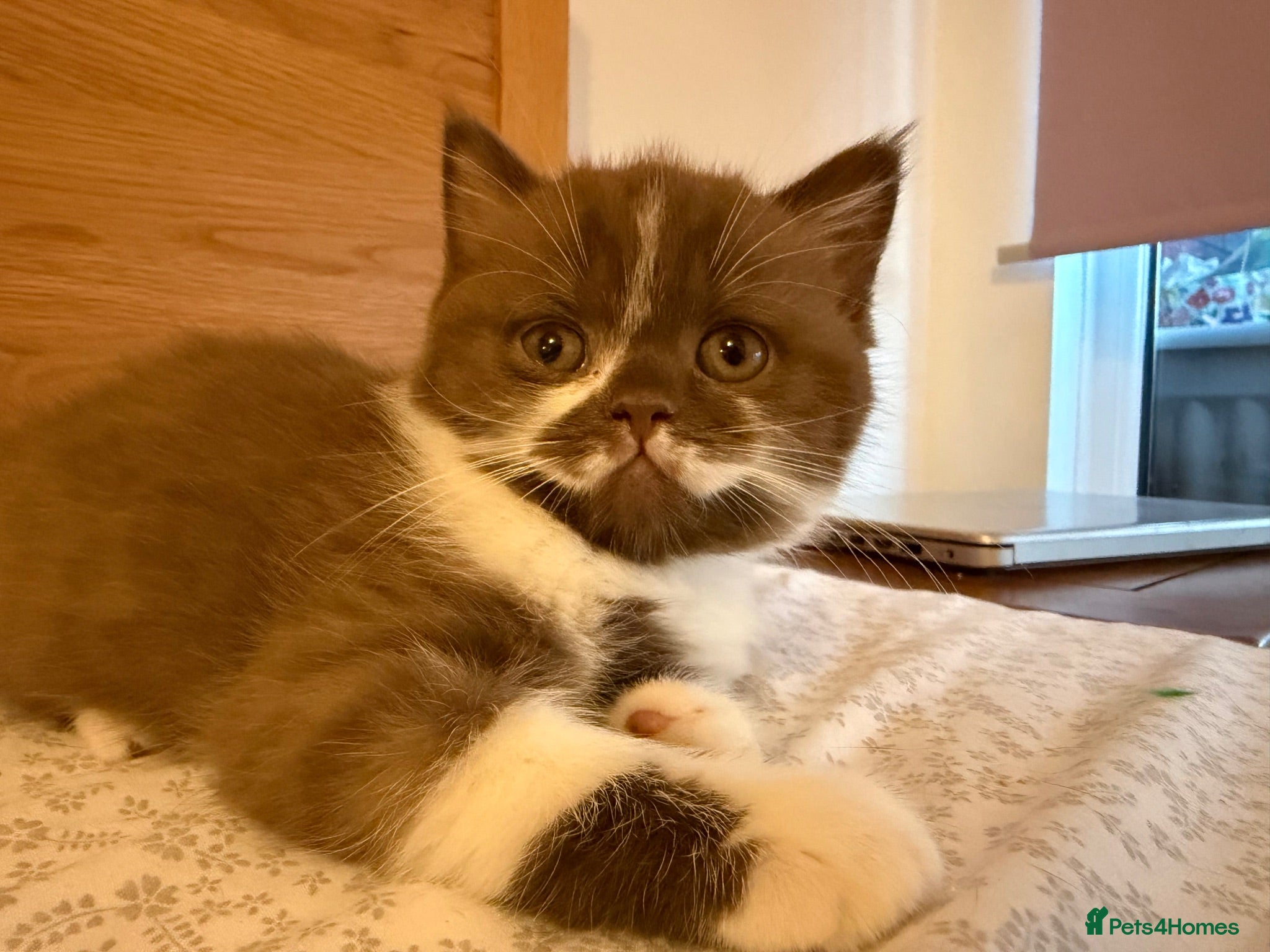 British Shorthair cats BSH kittens TICA registered 💙🩷 - Advert 1