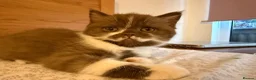 British Shorthair cats for sale: BSH kittens TICA registered 💙🩷 - Advert 3