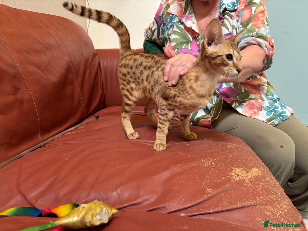 Savannah cats for sale: Cinnamon F4  savannah female & male kittens, TICA  in Spalding - Image 6