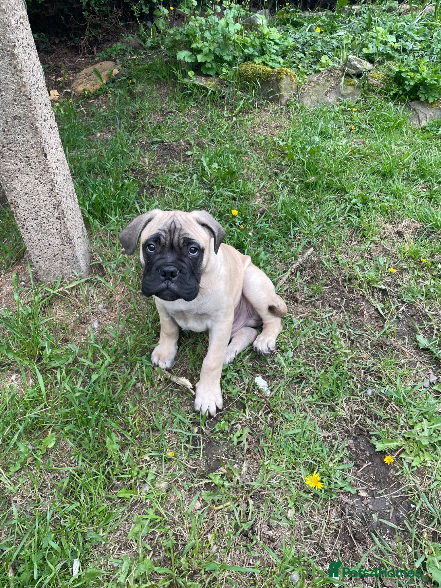 Bullmastiff dogs  Bullmastiff Puppy boy  - Advert 2