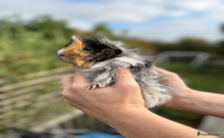 Guinea Pig rodents - Advert 13