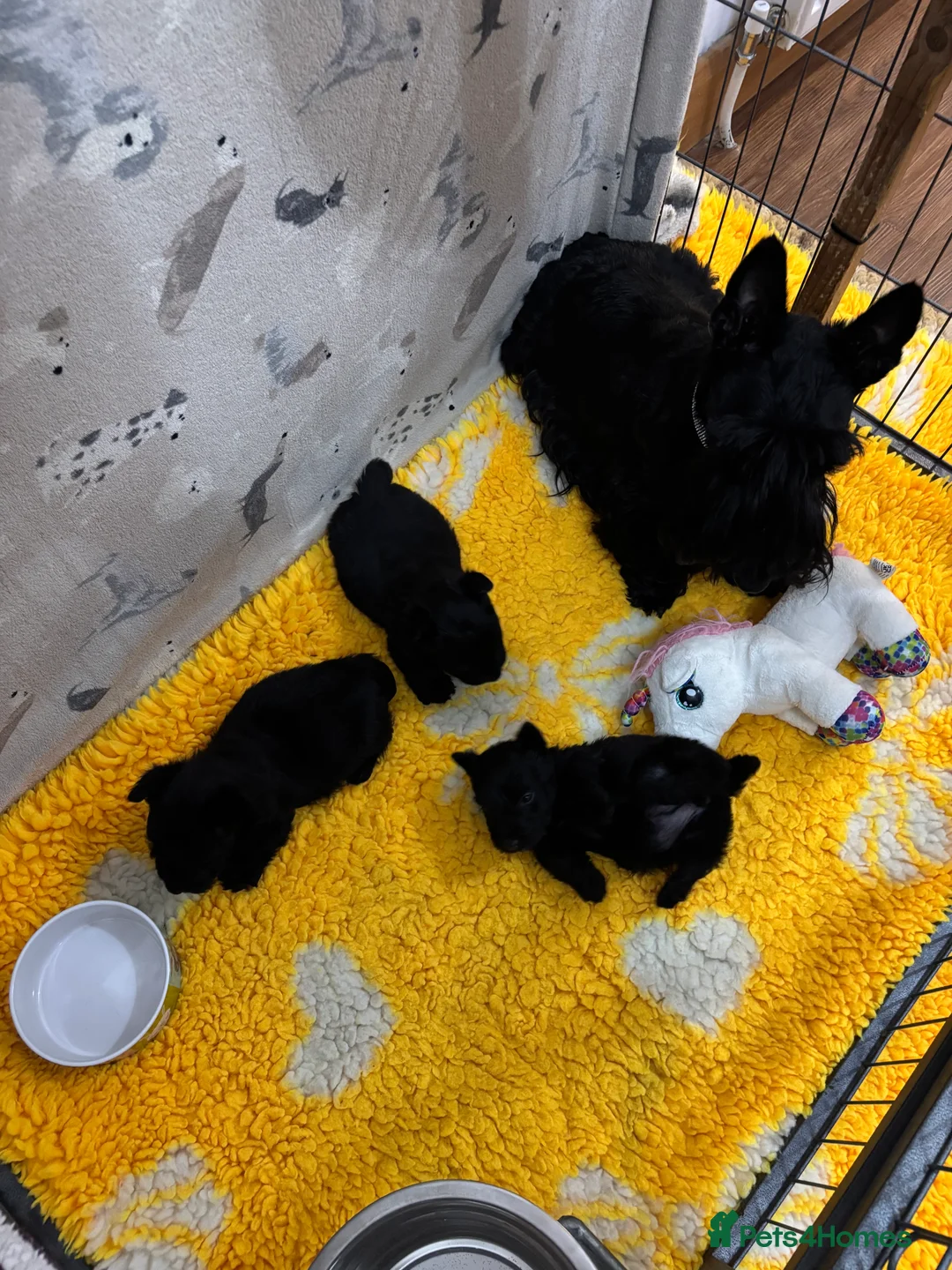 Scottish Terrier dogs for sale: Scottish Terrier Puppies  - Advert 1