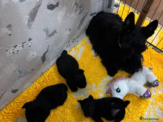 Scottish Terrier dogs Scottish Terrier Puppies - Advert 1