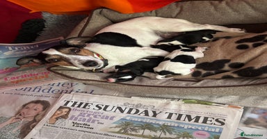 Mixed Breed dogs - Advert 14