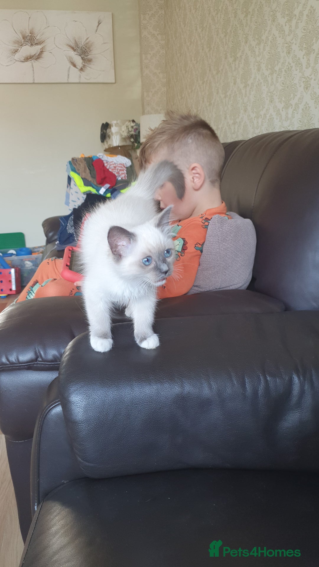 Ragdoll cats for sale: Gorgeous ragdoll kitten  - Image 4