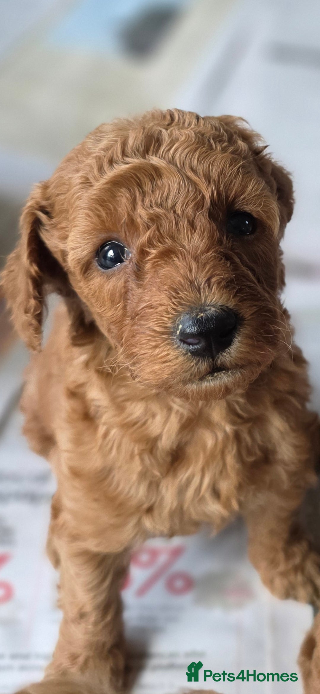 Miniature Poodle dogs for sale: MINIATURE POODLE PUPPIES - Image 14