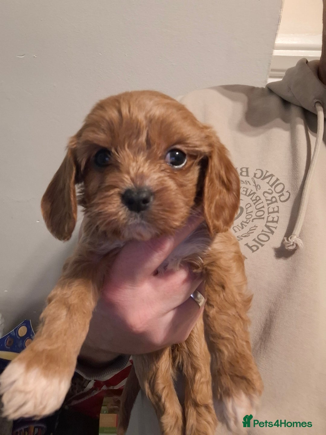 Cavapoo dogs for sale: Beautiful cavapoo F1b  - Advert 3