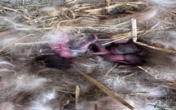 Mini Lop rabbits for sale: Beautiful mini lops *21st september*  - Image 2
