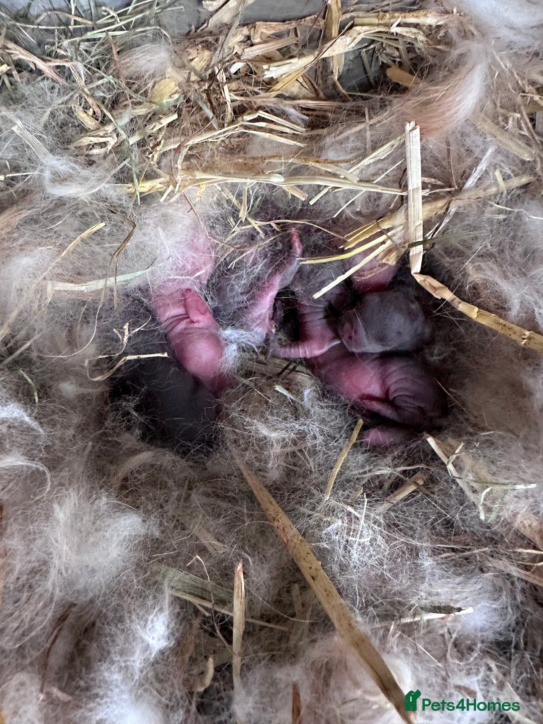 Mini Lop rabbits for sale: Beautiful mini lops *21st september*  - Image 2