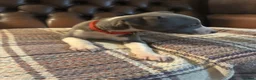 Whippet dogs for sale: 🐾 Exceptional KC Registered Whippet Puppies - Advert 26
