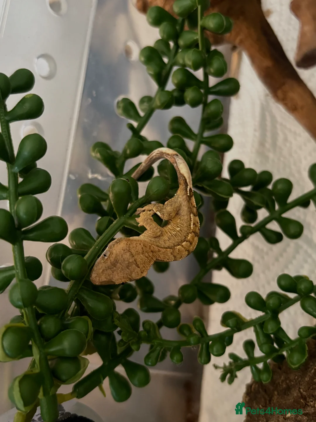 Gecko reptiles for sale: 🦎Crested geckos available mixed morphs🦎 in Birmingham - Advert 2