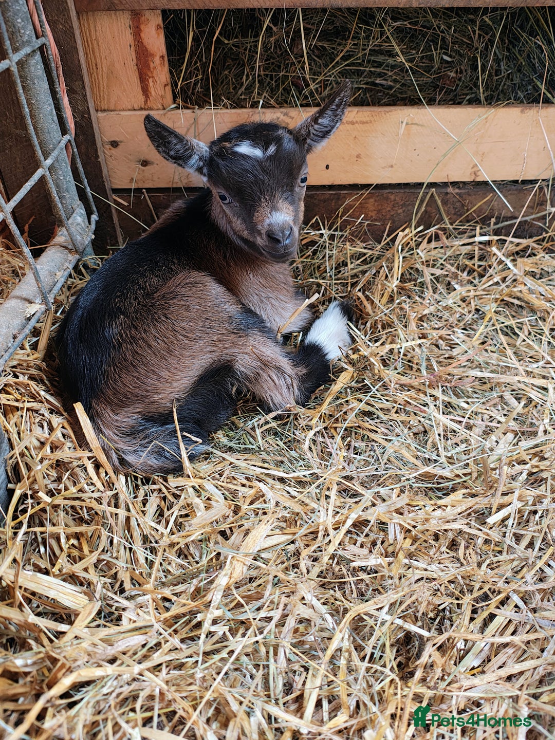 Goats livestock for sale: Pygmy goat kids mixed - Image 6