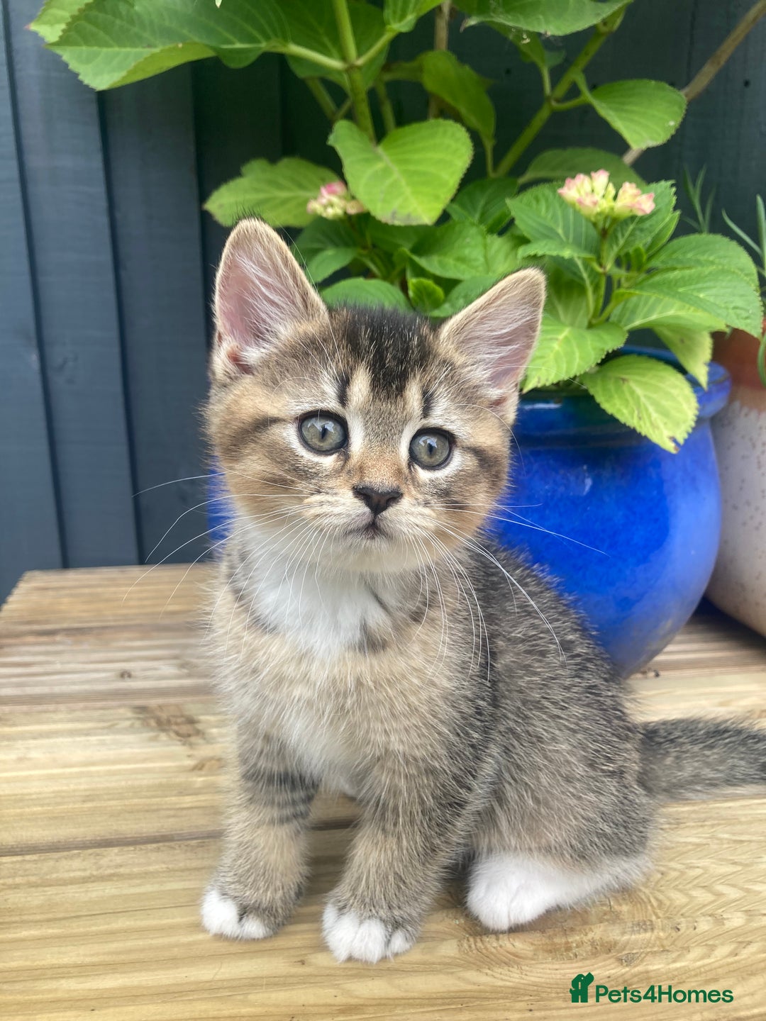 British Shorthair cats for sale: LAST ONE Golden black Tipped BSH kitten - Image 1