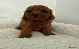Cavapoo dogs for sale: 7 perfect f1b cavapoo’s. Fully dna & health clear. - Image 17